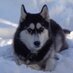 Blizzard (@blizthehusky) Twitter profile photo