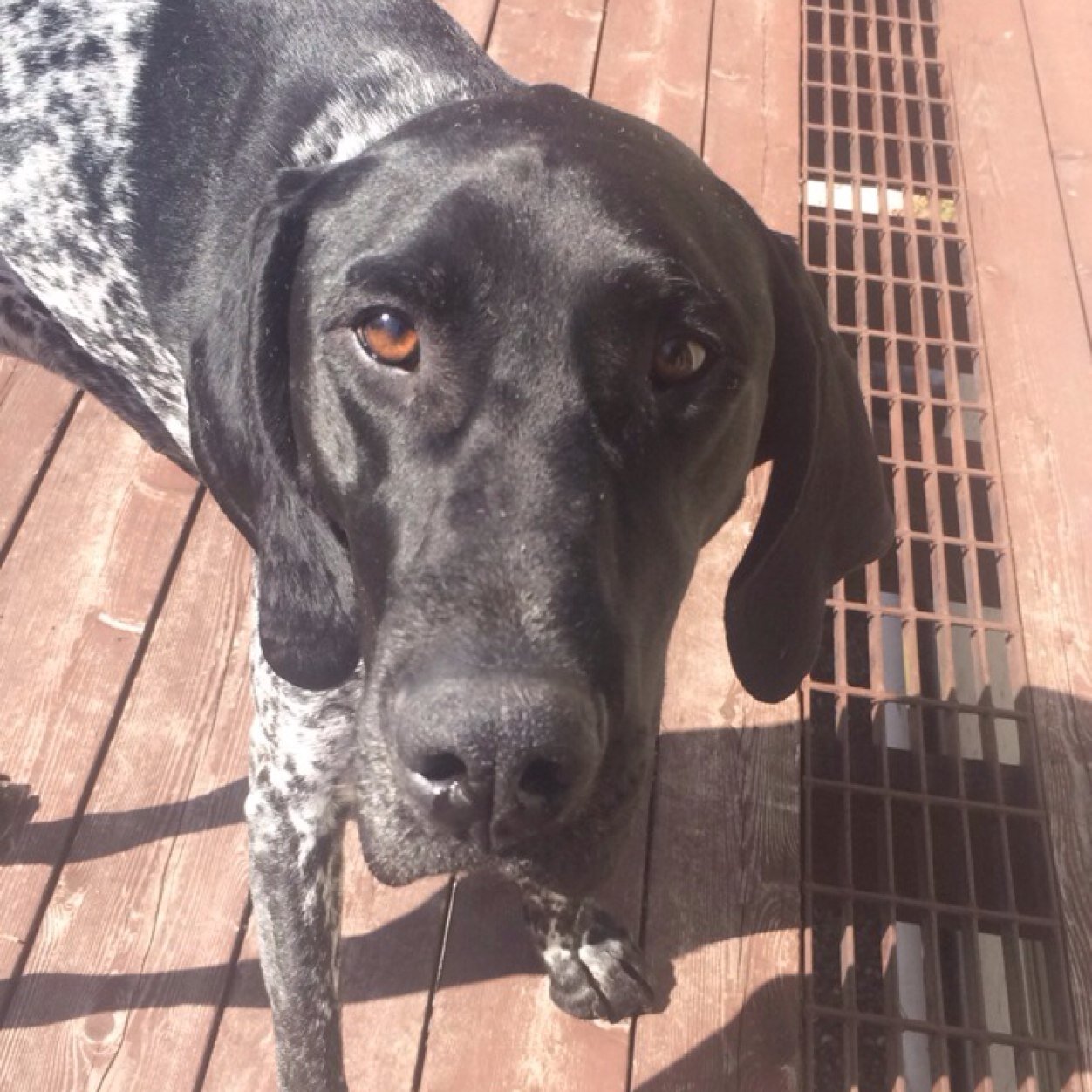 Nein_means_no's profile picture. I am a german shorthaired pointer named N'einstien because I am no Einstien. You can call me Nein 

#brains