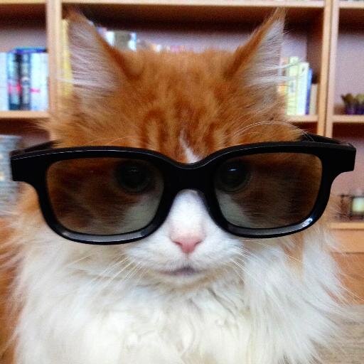 ClubSylvester's profile picture. Semi narcoleptic diabetic super duper ginger cat on the prowl for that elusive perfect nap. // Rest In Peace //