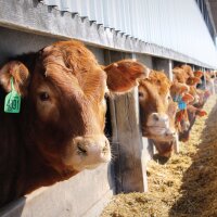 Scot Legge (@leggebeef) 's Twitter Profile Photo Scot Legge (@leggebeef) 's Twitter Profile Photo
