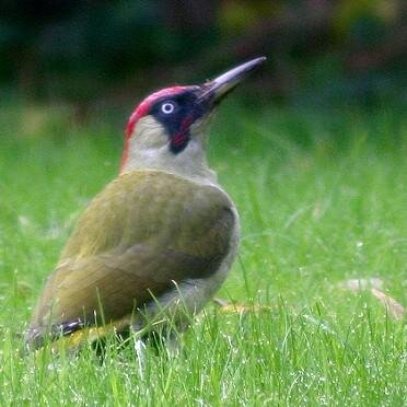 simmoo's profile picture. Interested in Environmental Issues, Wildlife, Conservation, Sustainability, Politics, Organic Agriculture, Austrian Economics and Libertarianism.