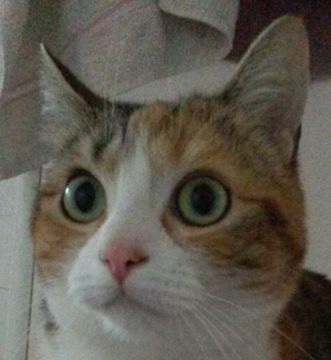 lanvor's profile picture. liberté. ..rires...amitié. ..respect...