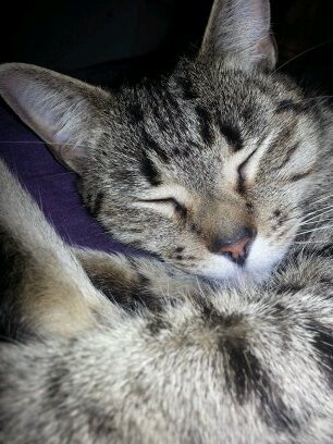 I'm a beautiful tabby cat with a awesome personality. I Share my home with my cat sister Rosie, the two crazy dogs and my human mummy and brother.