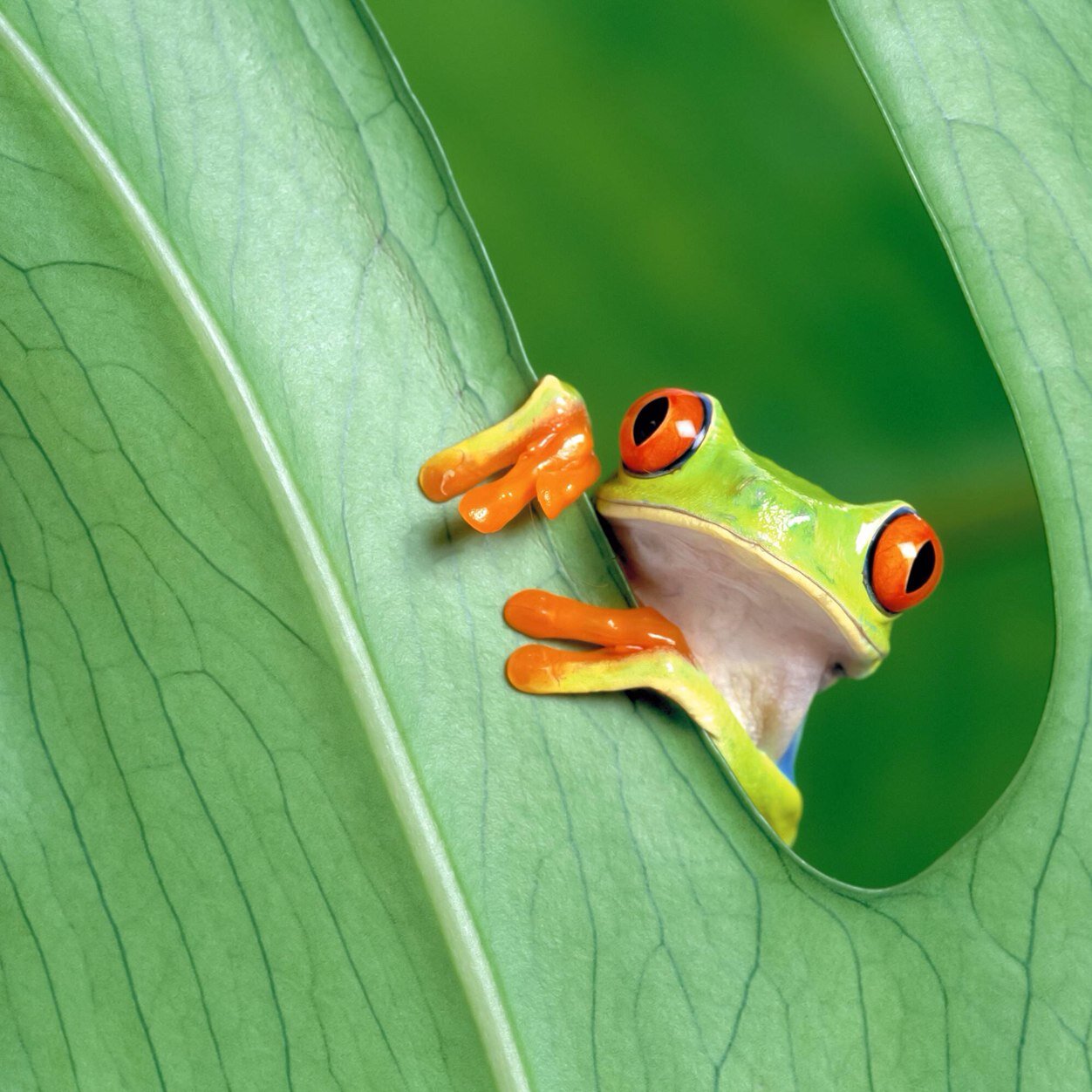 FrogCatcher5's profile picture. Nature lover, biology teacher, always learning new things and loving it!