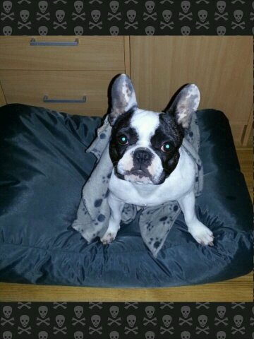 priscillabtkn's profile picture. 