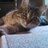 TheeAllieCat's profile image