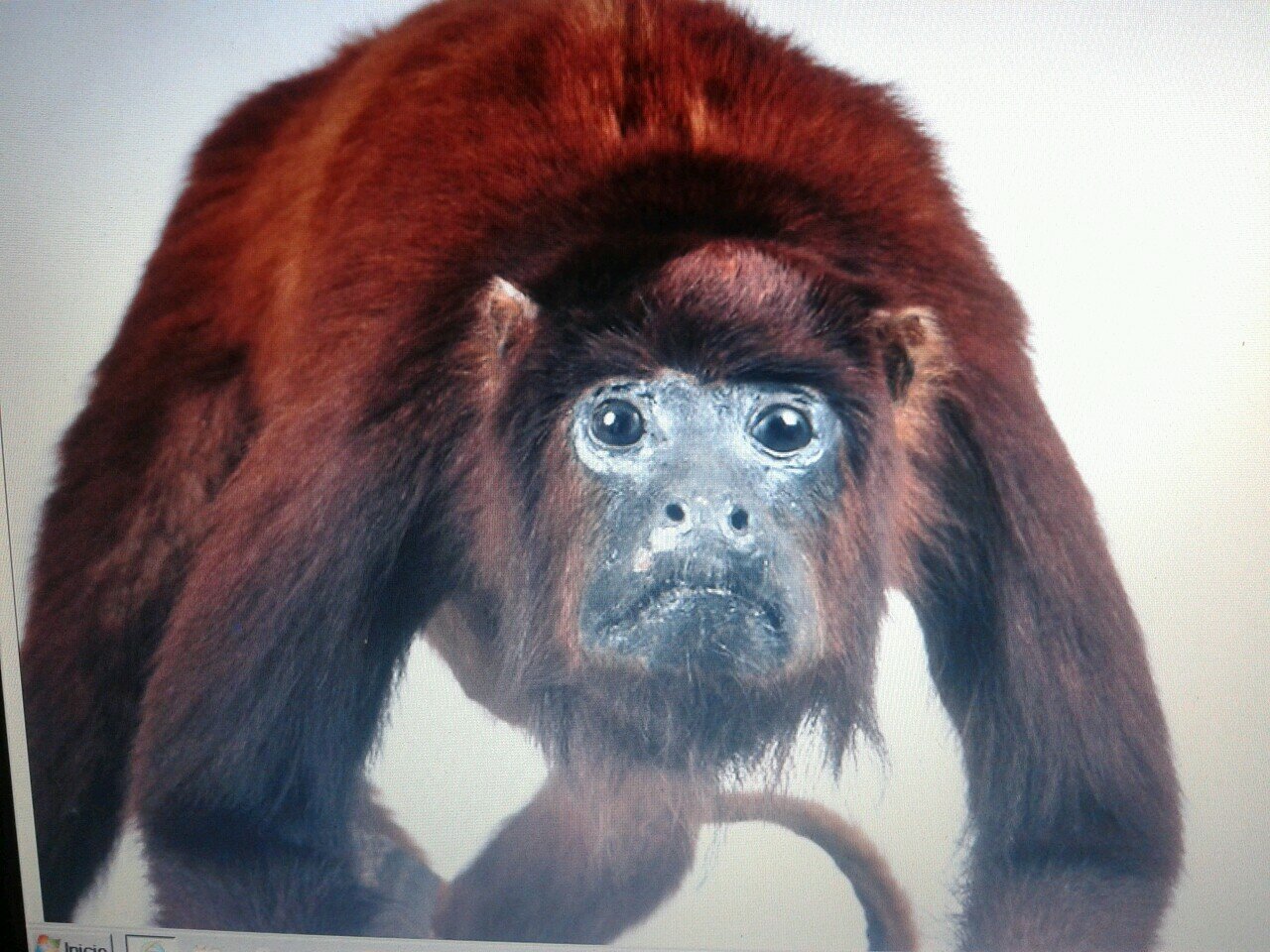 MONOARAGUATO's profile picture. 