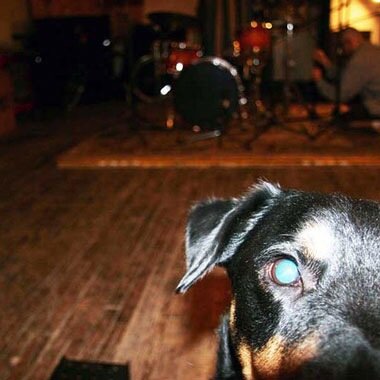 Stray Dog Recording Company, L3c