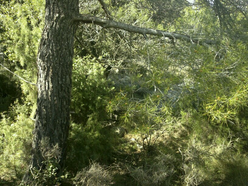 De Tivissa,Enginyer Forestal. Dedicat a la Prevenció d’incendis al (GEPIF).  Bomber Voluntàri i amant de la Muntanya.