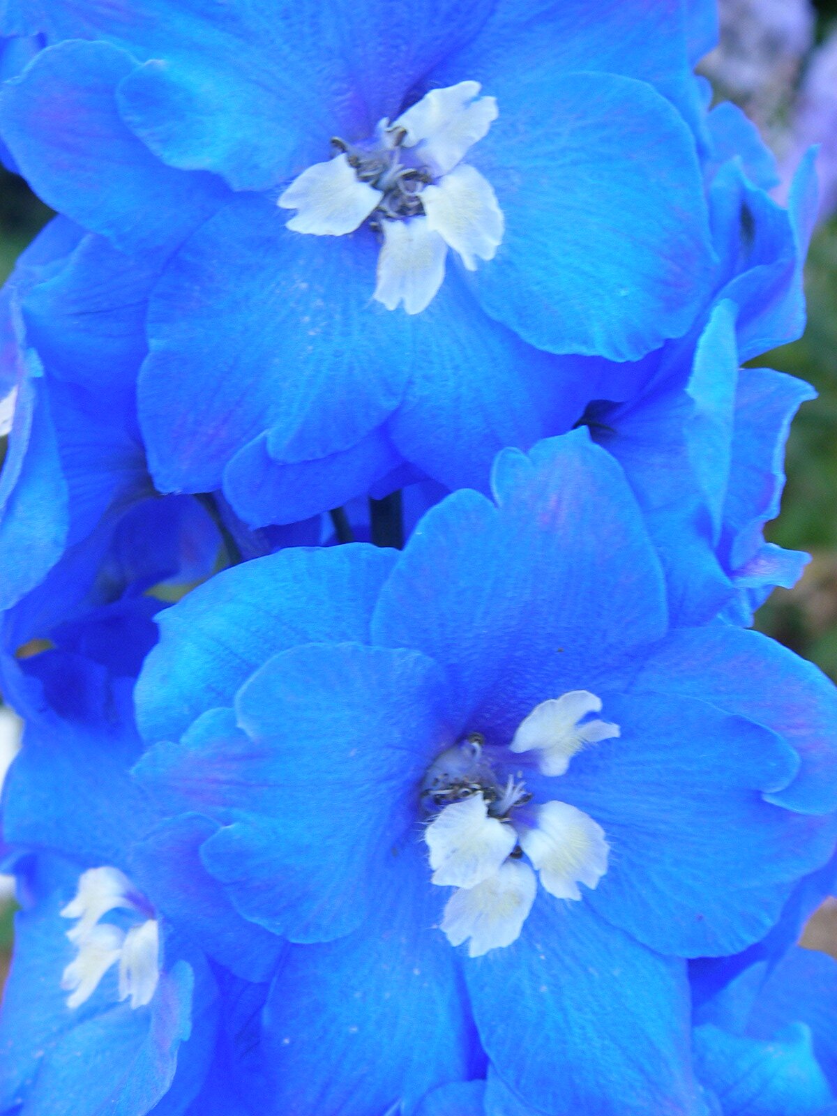 Award winning Elatum Delphiniums available from home farm plants. RHS Chelsea Gold Medalists 2022 and 2023. Peat free.