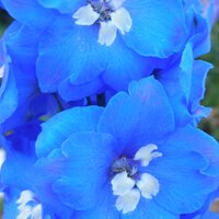 Graham Austin (@homefarmplants) Twitter profile photo