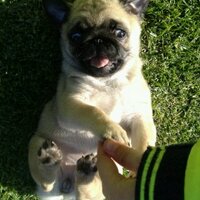 Steven (@puschi333) 's Twitter Profile