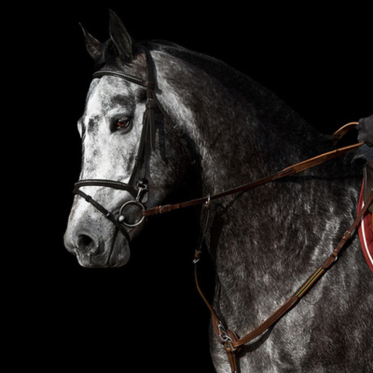 WeAllKnowAHorse's profile picture. We all know that one horse... *not meant to offend any horse owners* Send in your ideas to http://t.co/ZoQSPvcHCX