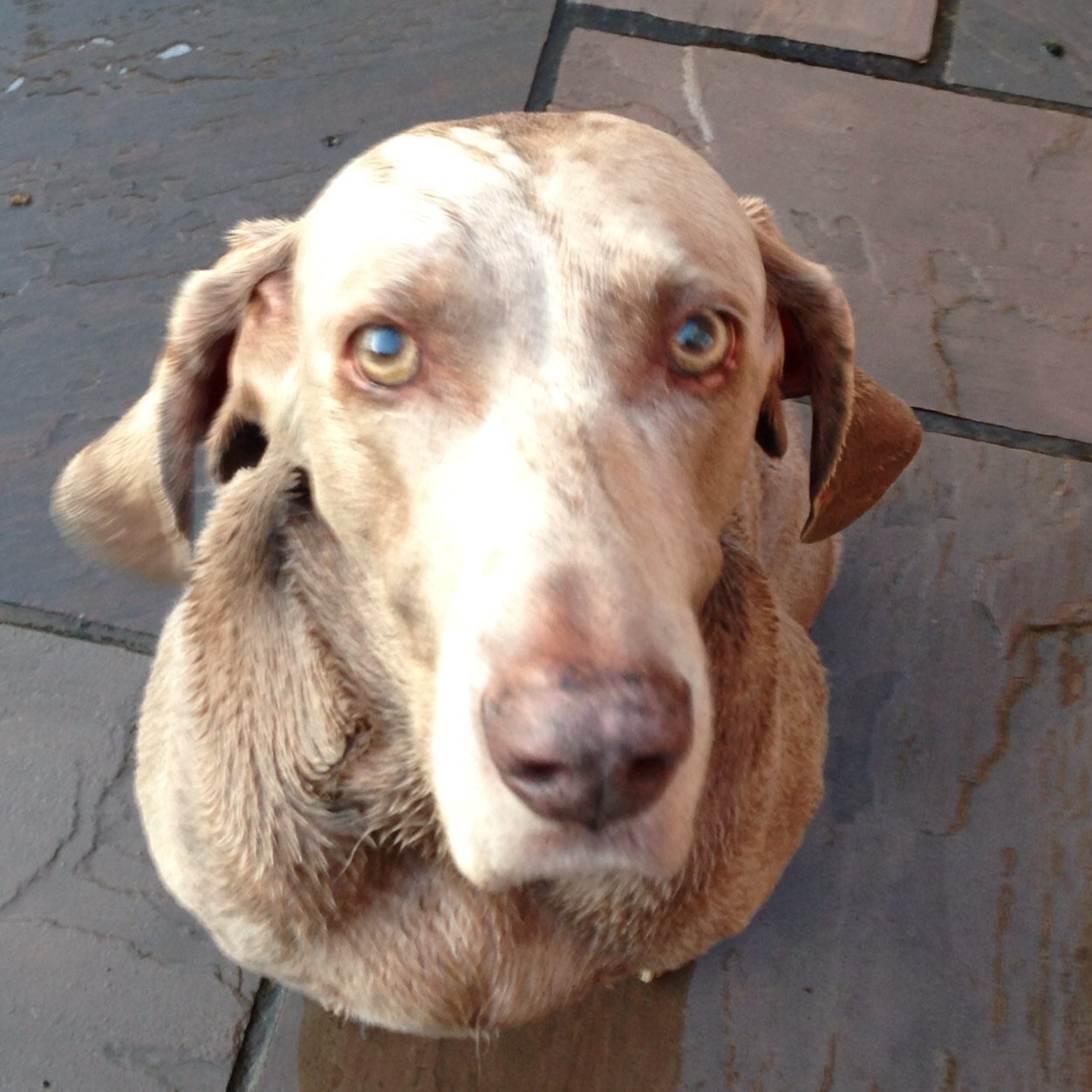 I'm a 13.10 year old Weimaraner & I'm loving life, snoring, blankets & eating toast! Oh & I LOVE watching pigeons!