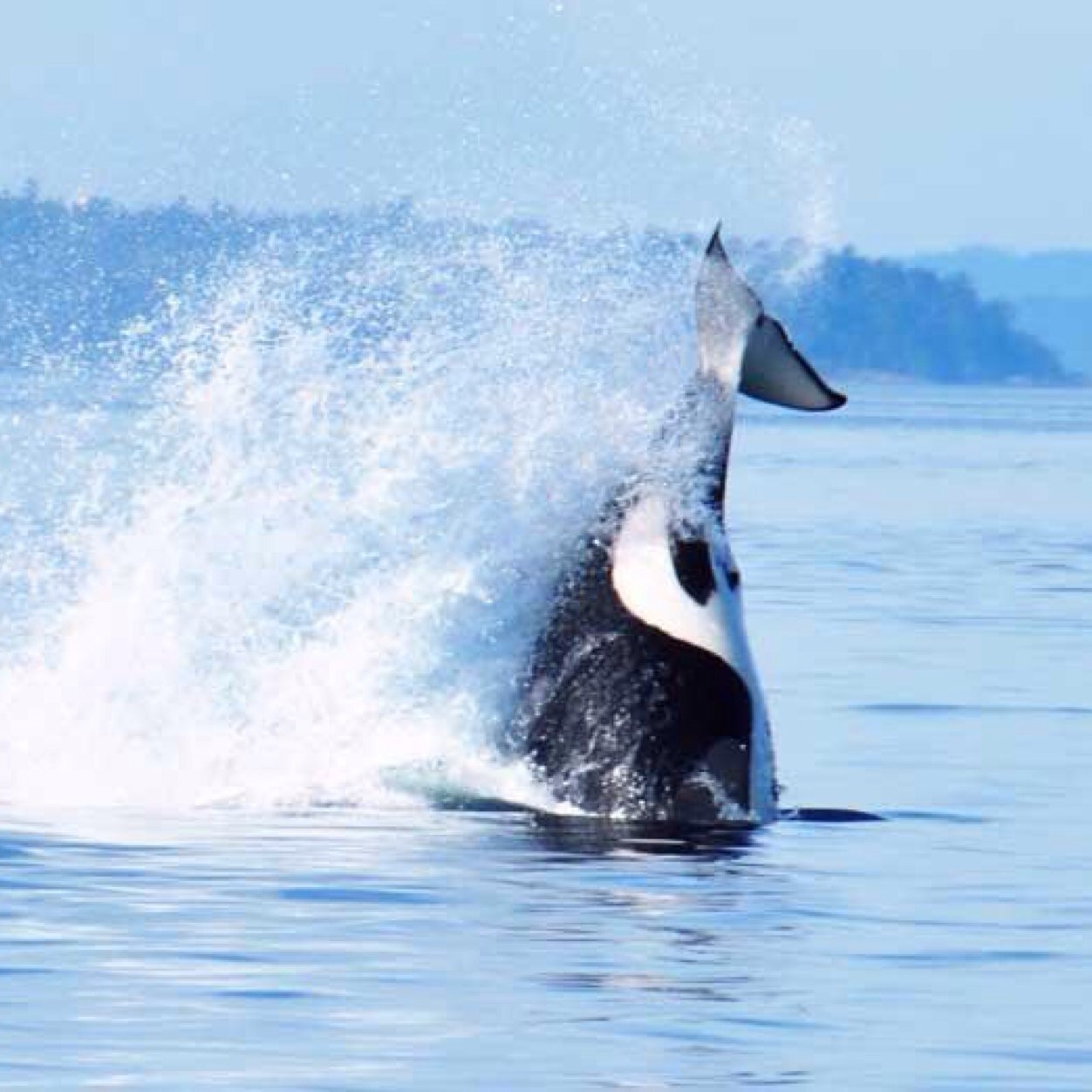 Pacific Northwest Washington, and San Juan Islands. Crewed Charters, USCG certified Captain Brendan & fun crew!