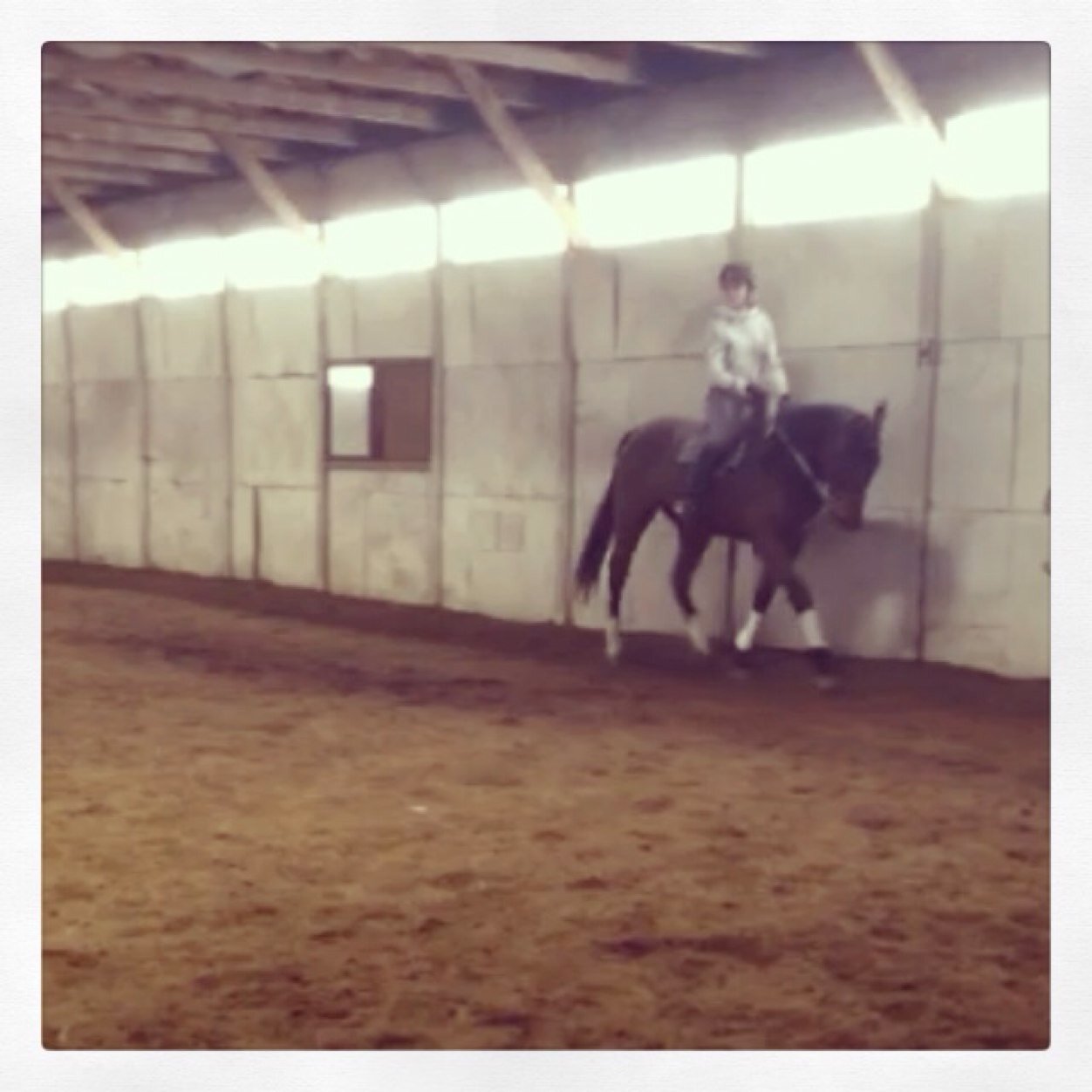 Just a girl riding in the hunter ring, on a 17.2 tb