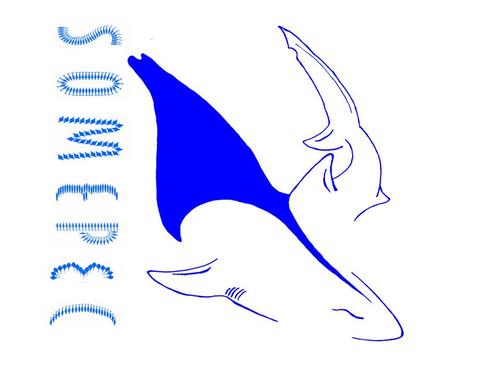 La Sociedad Mexicana de Peces Cartilaginosos A. C., es una organización sin fines de lucro y donataras autorizada,  busca la protección de los tiburones y rayas