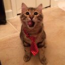 King Leonidas - @KingLeoCat - Twitter