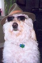 PhoenixDoodle's profile picture. Happy big hearted Doodle !