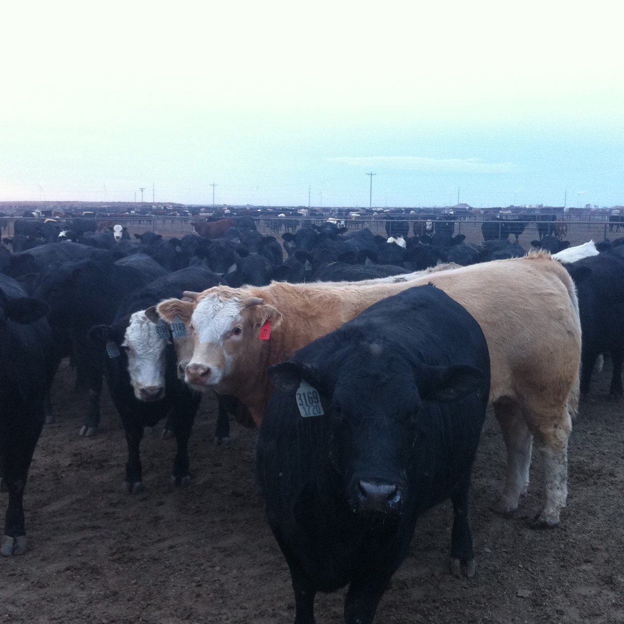 rkirkland13's profile picture. Faith - Family - Cattle Feeder -  Red Raider forever!!!