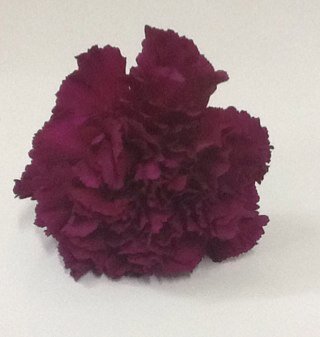 3a6elah's profile picture. عاطله من 10سنوات فهل ل تحقيق امنيتي من سبيل