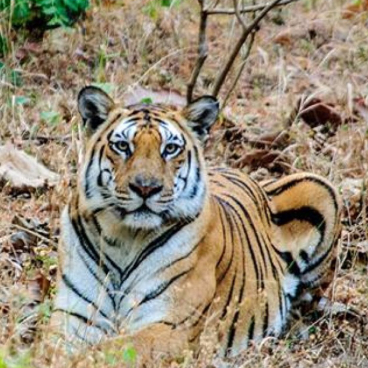 Mydaddy420's profile picture. Retired (2010) Civil Engineer and loving it. Diagnosed with Multiple Scelerosis in 2009. Not one day is the same. :)