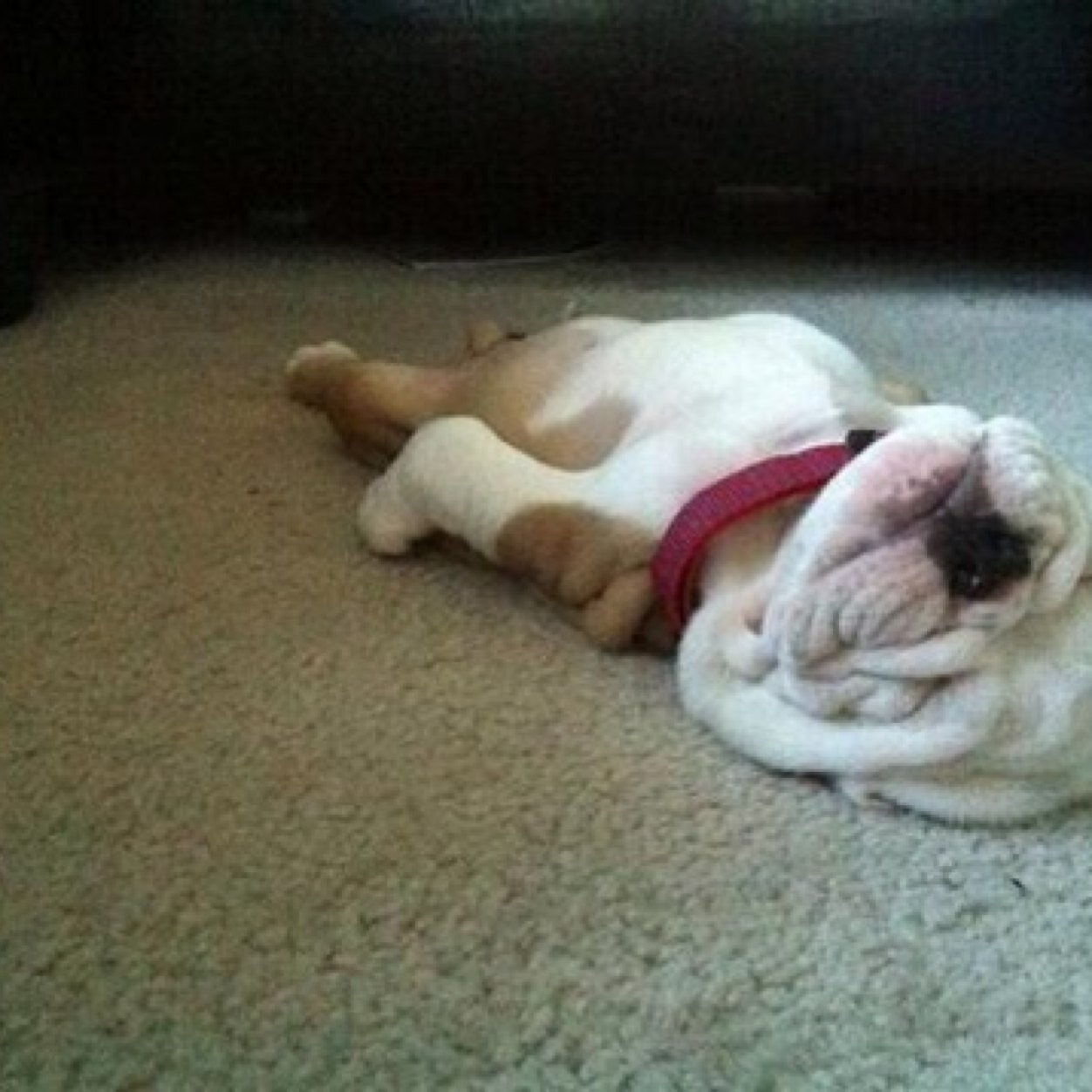 IVANPENA38's profile picture. NI CON UNO NI CON LOS OTROS CON VENEZUELA