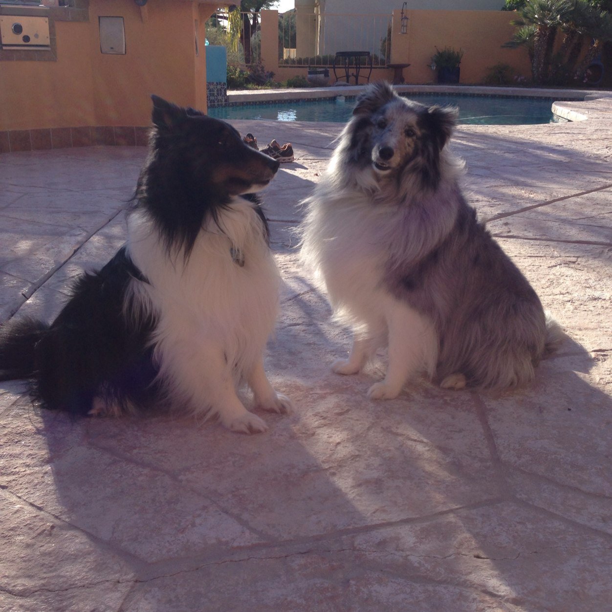Stormynite1's profile picture. Love me some Shelties