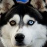 SheldonAlan1's profile picture. 