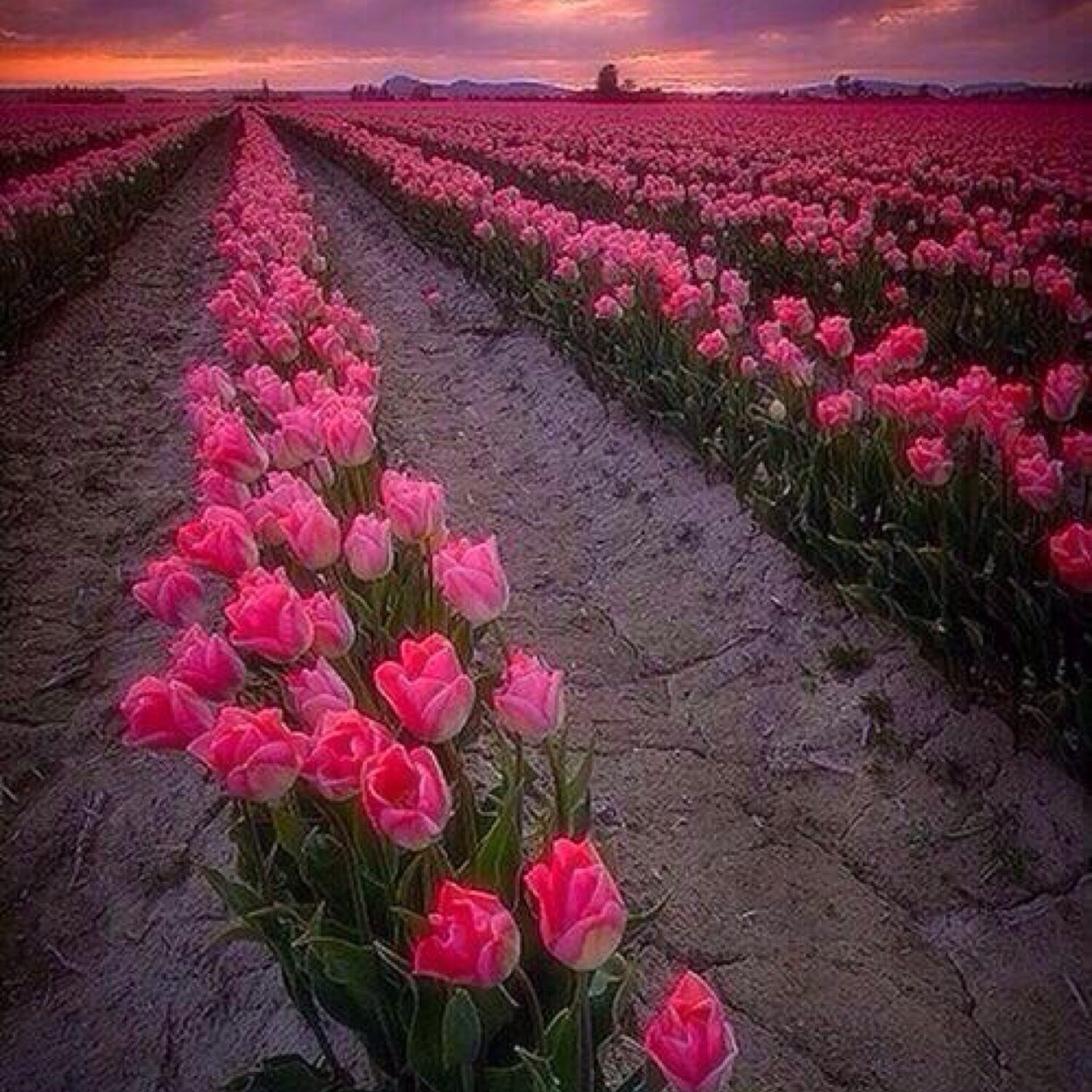 nasmy221's profile picture. Noneed