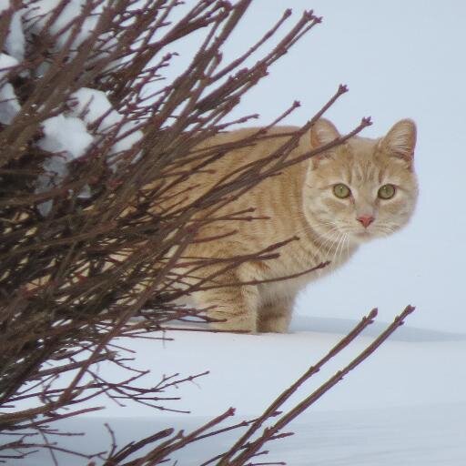 I will fear no evil for I am 15 pounds of furry murder!