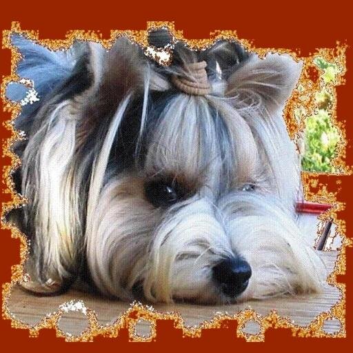 Biewer_Terrier's profile picture. Mein Impressum finden sie unter: https://t.co/frxQjXfVQc