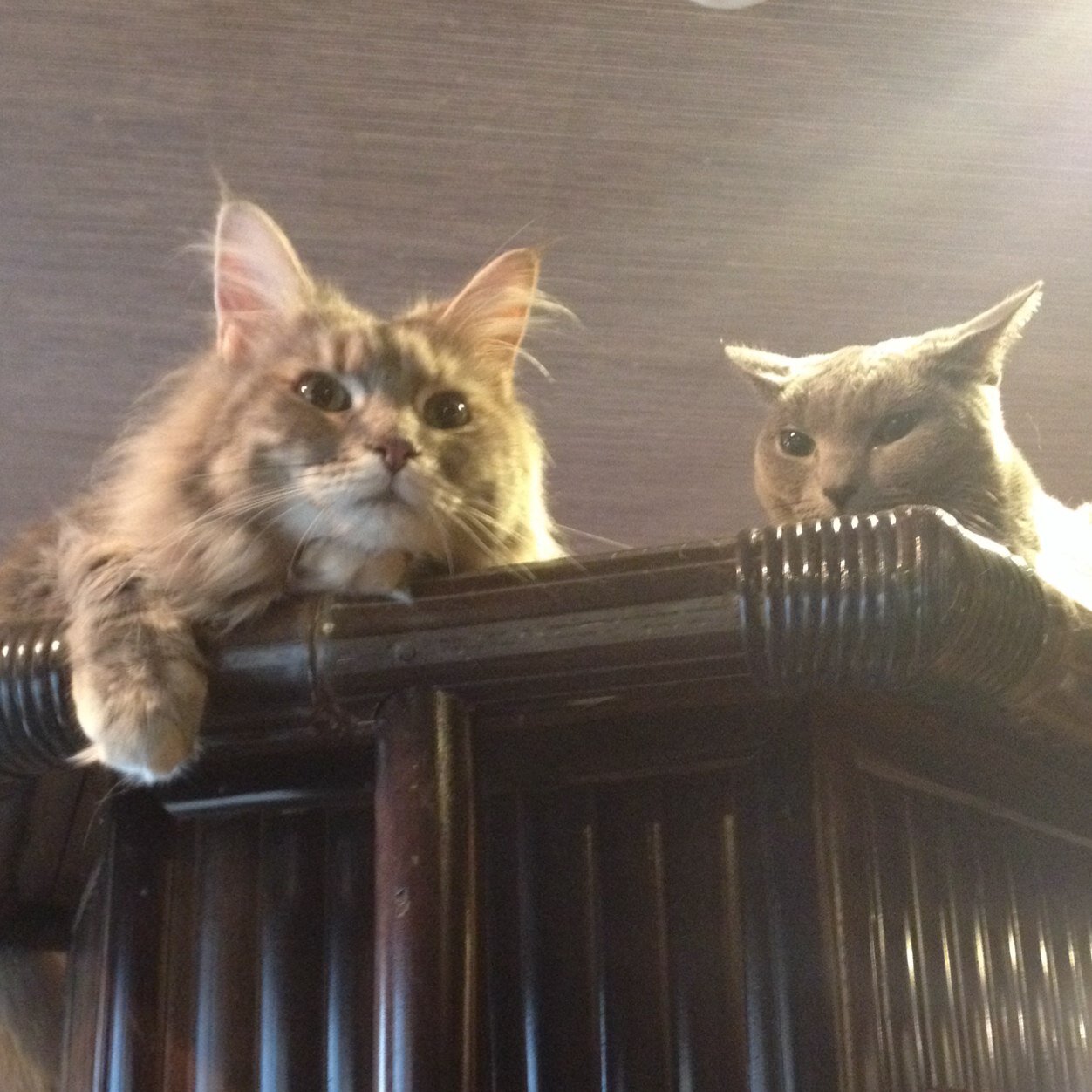 studybird_p's profile picture. 大学４回生です。たまに更新する勉強記録用のアカウントです！勉強頑張っている方、気軽にフォローよろしくお願いします◇