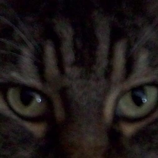 coldlamb1's profile picture. essential oil maven