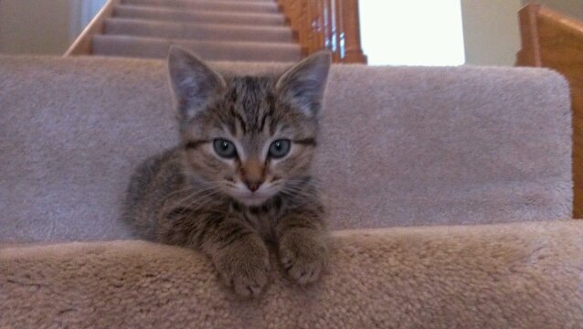 SawyerKitty's profile picture. kitty towers and cat nip are da bomb dot com