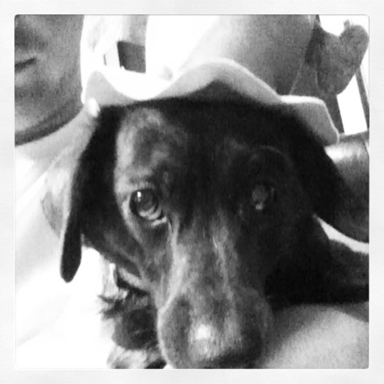 PawfectDorie's profile picture. 