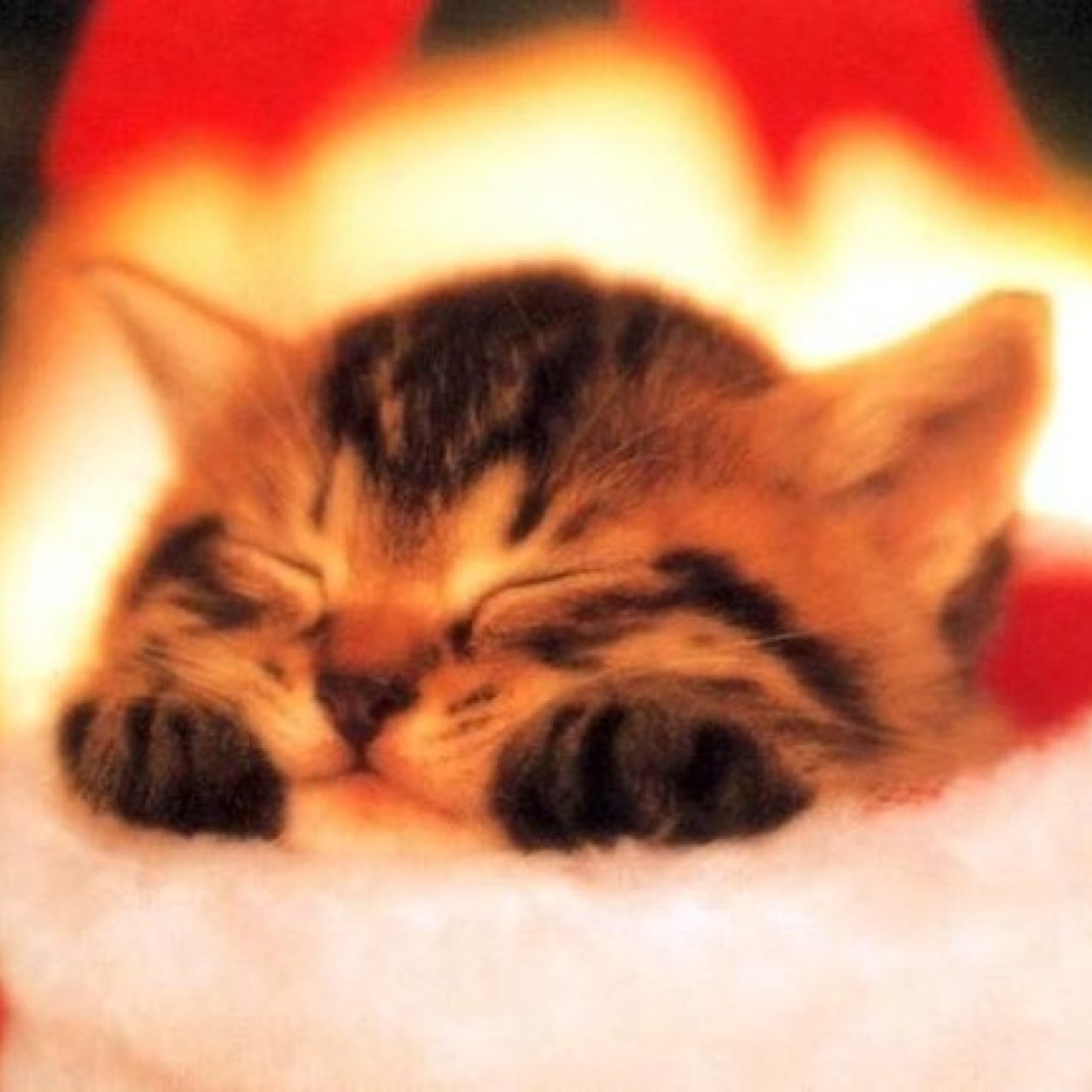 猫 癒し Moco91 Twitter 猫 癒し Moco91 Twitter