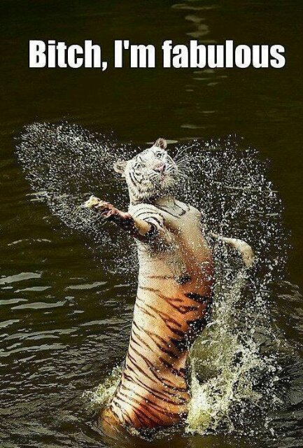 AnonymousDolf's profile picture. Wake up and be Awesome.