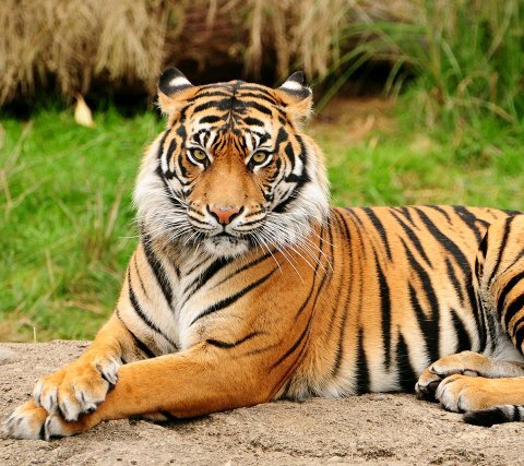 ravenrice84's profile picture. 