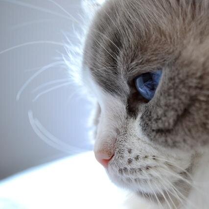 pookey_the_cat's profile picture. 18 year old Ragdoll kitty...living with my weird cat-parents and in need of an outlet to communicate with the outside world!  Meow.