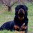 motions3881's profile image