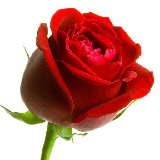 WanaPaint's profile picture. 