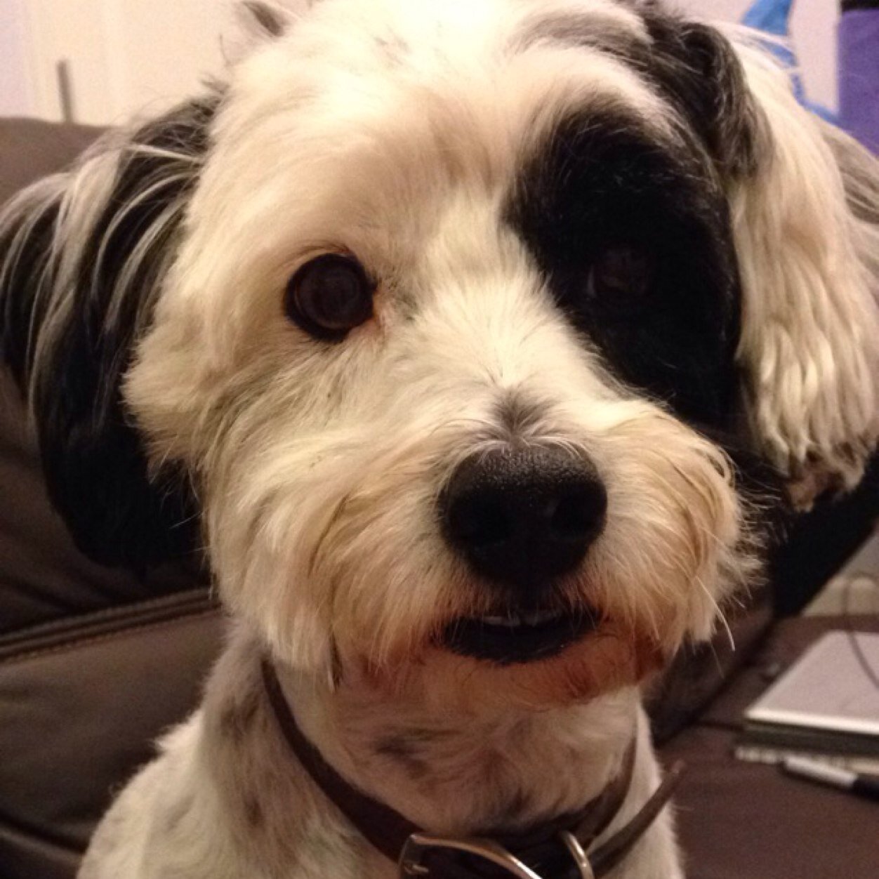 ZeusTheDogg's profile picture. Bark bark woof woof. Oh look, food!