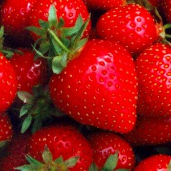 🍓 Traditional family farming for great tasting strawberries, rasps + more 🌳 FIELDS OPEN NOW, no booking necessary 👩‍💻 Sign up so you don’t miss a berry
