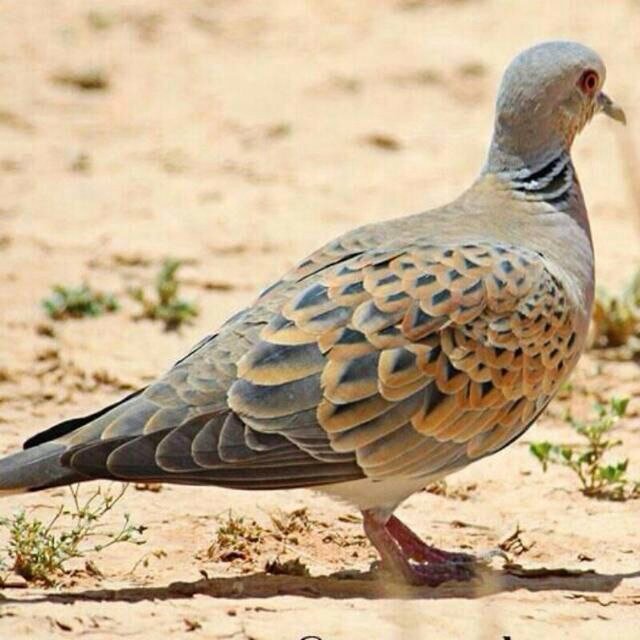 جميع الصور من تصويري    ولا اسمح بأخذها