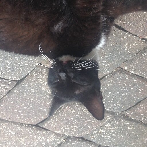 nugeanomics's profile picture. Just your friendly neighborhood Asian dude✌️