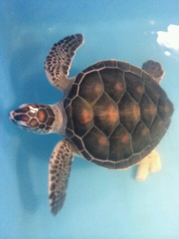 SekineRoy's profile picture. 