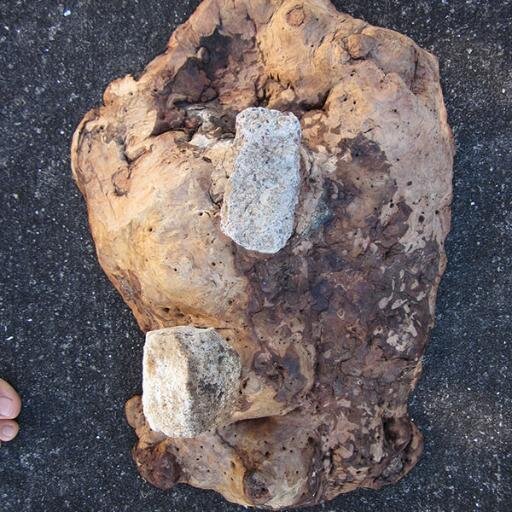 freshscoria's profile picture. perpetual walker