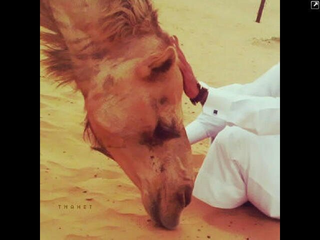 استويلك بإيو.