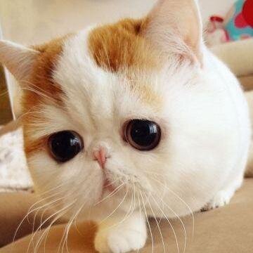 VillainBunny's profile picture. 